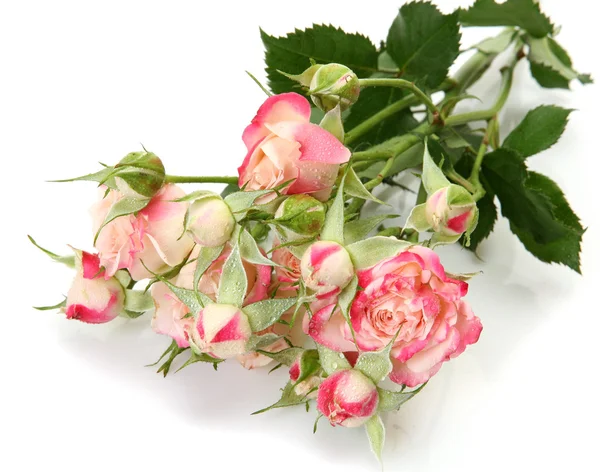 Sweet pink roses — Stock Photo, Image