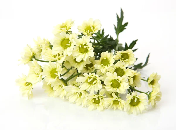 Yellow flowers on white — Stock Photo, Image