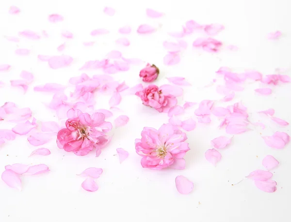 Beyaz üzerine pembe çiçekler — Stok fotoğraf