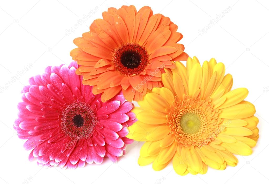 Multicolour gerberas flowers Stock Photo by ©Elena777 92054572