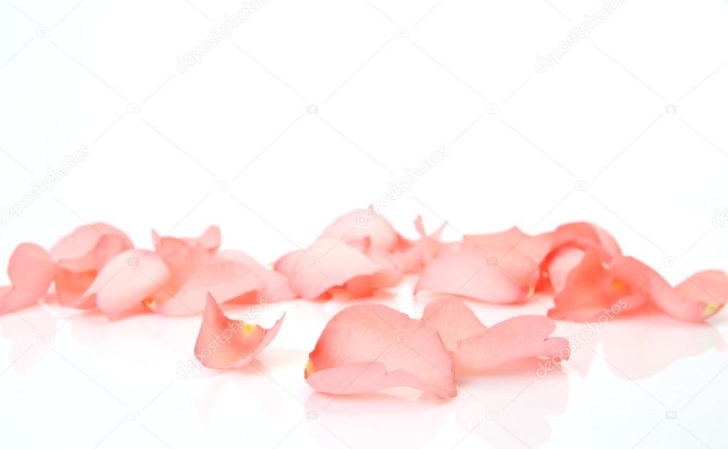 Petals of a pink rose
