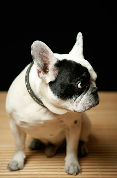 Mooie Franse bulldog — Stockfoto