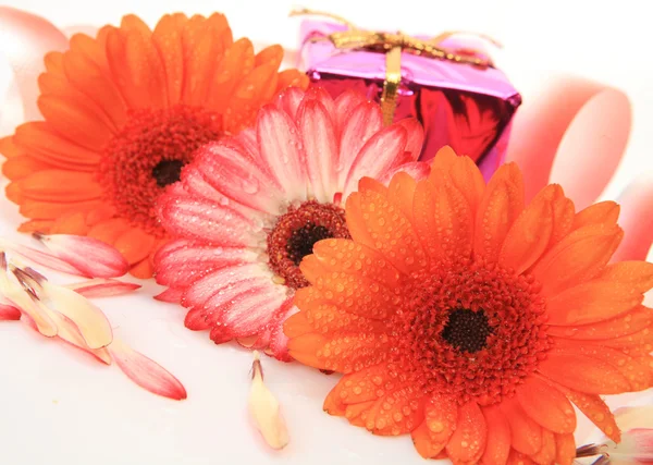 Beautiful pink and red flowers — Stock Photo, Image