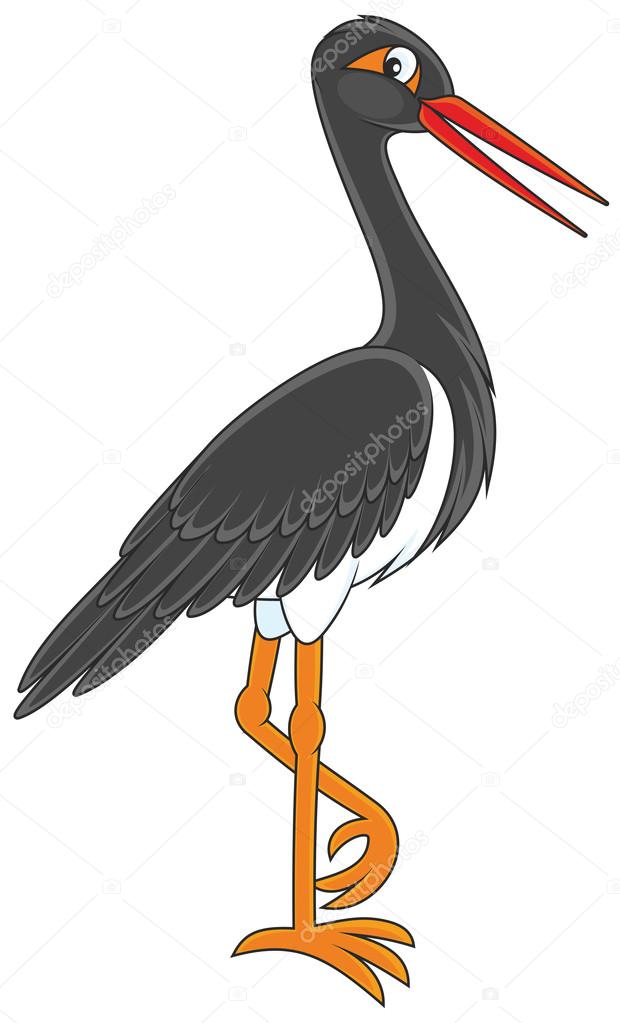 Black Stork walking