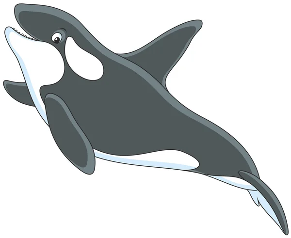 KILLER WHALE NUOVA — Vettoriale Stock