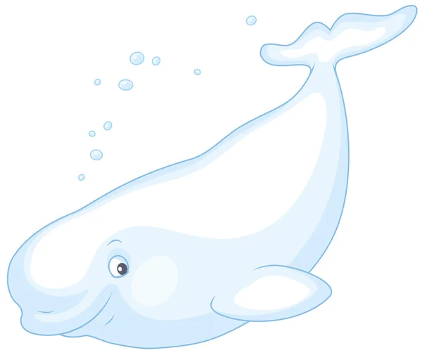 Beluga ballena nadando — Vector de stock