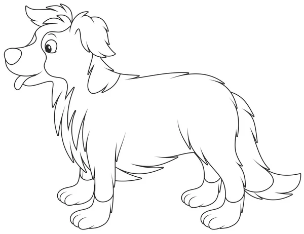 Frontera Collie perro — Vector de stock