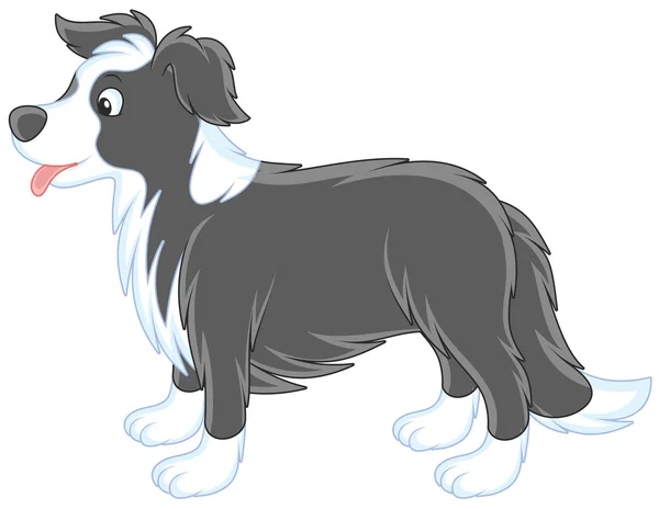 Chien Border Collie — Image vectorielle