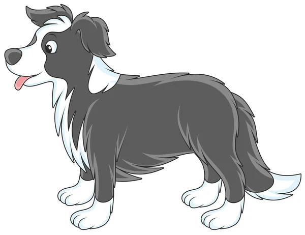 Chien Border Collie — Image vectorielle