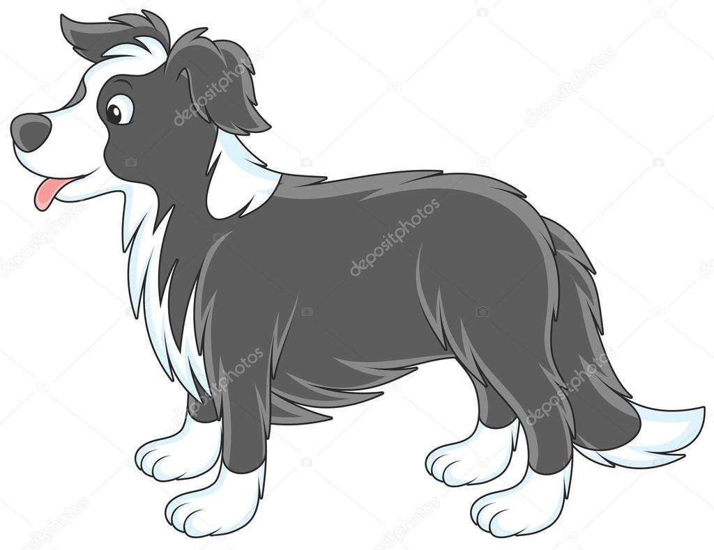 Border collie dog