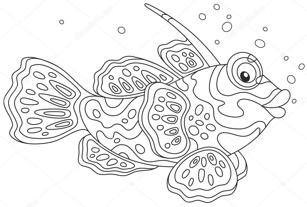 Mandarin fish swimming