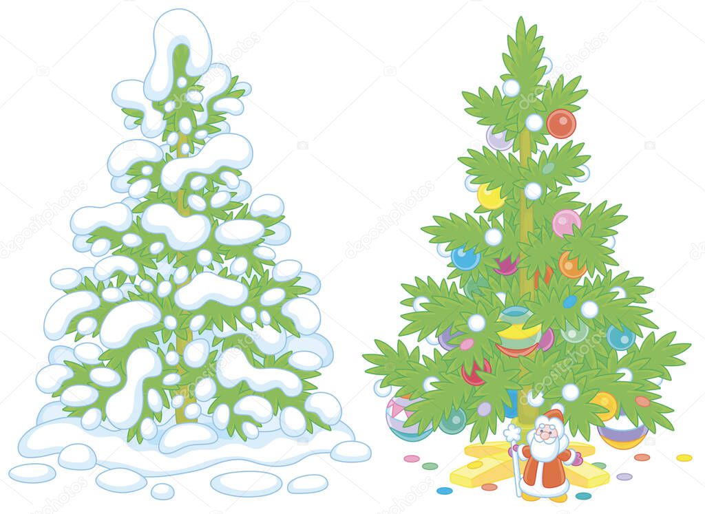 Snowy green fir in a winter forest and a decorated Christmas tree with colorful balls, garlands and a small toy Santa Claus under prickly branches, vector cartoon illustrations