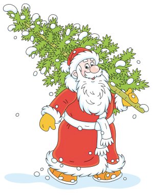 Noel Baba, Noel ve Yeni Yıl için karlı bir kış ormanından gelen dikenli yeşil bir köknar ağacı taşıyor. Beyaz arka planda izole edilmiş vektör karikatür çizimleri.
