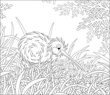 Uçamayan Yeni Zelanda kivi kuşu tüylü ve uzun gagalı uzun otların arasında yürüyen siyah beyaz çizgili bir çizgi film çizimi boyama kitabı sayfası için