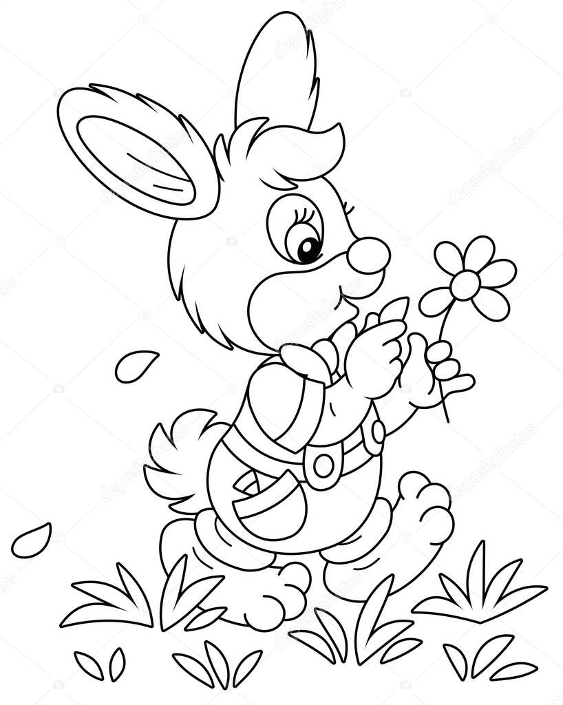 Little enamored bunny walking on grass and guessing on a daisy, black and white outline vector cartoon illustration for a coloring book page