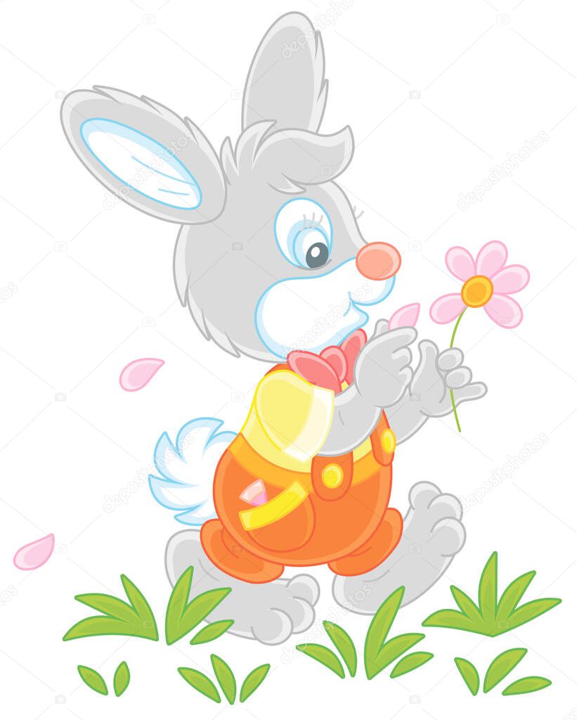Little enamored bunny walking on green grass and guessing on a daisy, vector cartoon illustration isolated on a white background