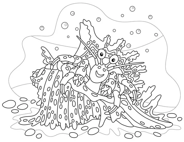 Krab Poustevník Maškarním Skvrnitém Krunýři Tropickém Útesu Jižním Moři Černobílý — Stockový vektor
