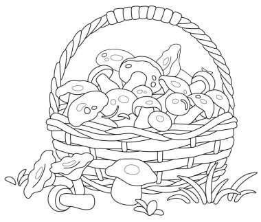 Big wicker basket full of picked wild forest edible mushrooms, black and white outline vector cartoon for a coloring book page