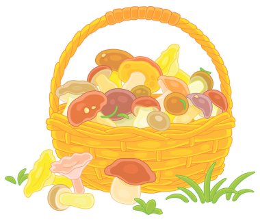 Big wicker basket full of picked wild forest edible mushrooms, vector cartoon illustration isolated on a white background