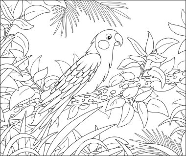 Exotic parrot with a long tail perched on a tree branch in a tropical jungle, black and white outline vector cartoon illustration for a coloring book page