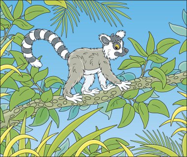Exotic tropical Madagascar ring-tailed lemur walking in thickets of a rainforest, vector cartoon illustration isolated on a white background clipart