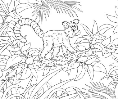 Exotic tropical Madagascar lemur with a very long striped tail walking in thickets of a rainforest, black and white outline vector cartoon illustration for a coloring book page clipart