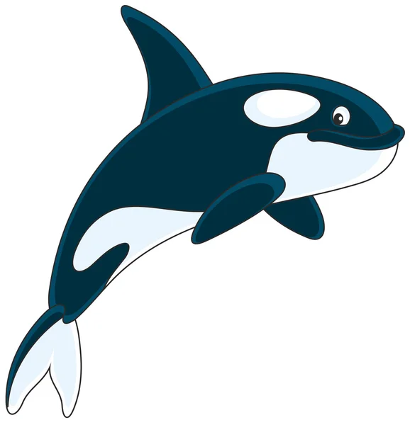 Killer whale wimming — Stock Vector