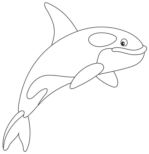 Killer whale swimming