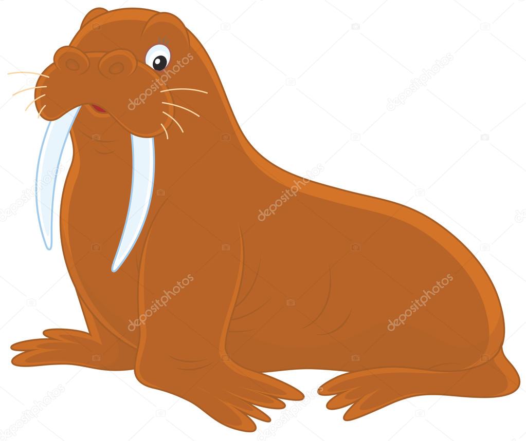 Walrus on a white background
