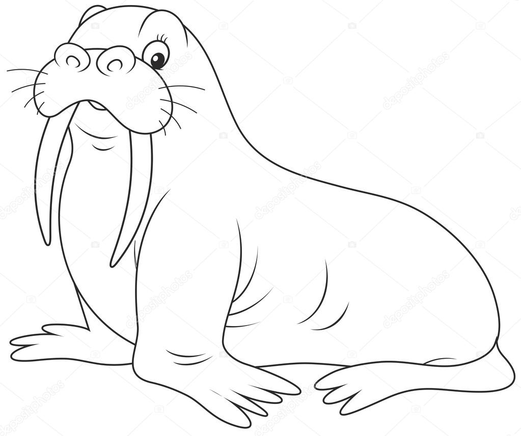 Walrus on a white background