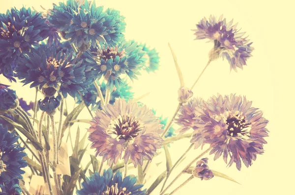 Blue and purple cornflowers — Stock Photo, Image