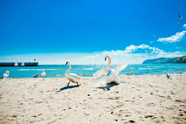 Cisnes no mar Báltico — Fotografia de Stock