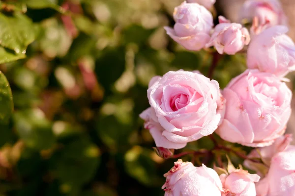 Schöne rosen in saint-emilion, frankreich — Stockfoto