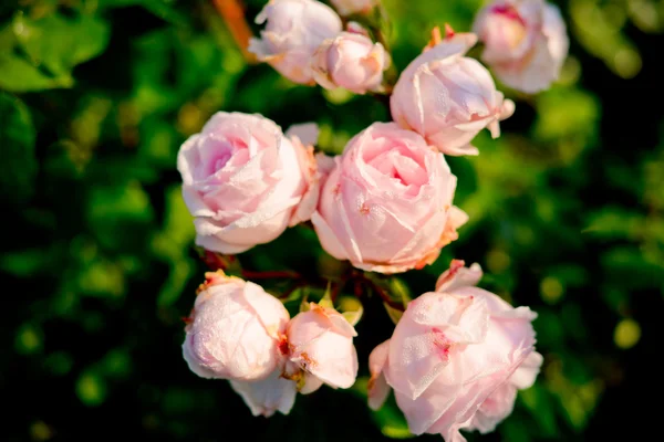Schöne rosen in saint-emilion, frankreich — Stockfoto
