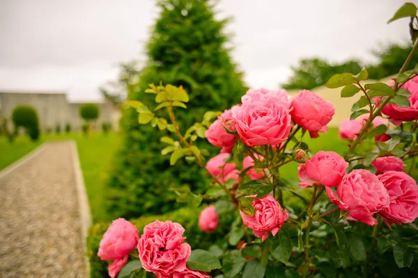 Beautiful roses in Saint-Emilion, France — Stock Photo, Image