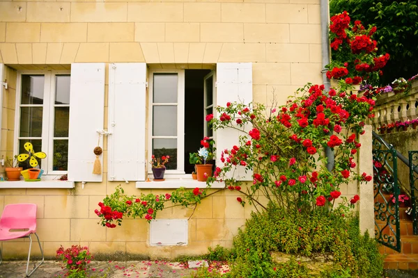 Beautiful roses in Saint-Emilion, France — Stock Photo, Image