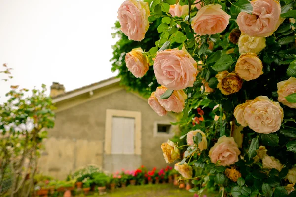 Belas rosas em Saint-Emilion, França — Fotografia de Stock