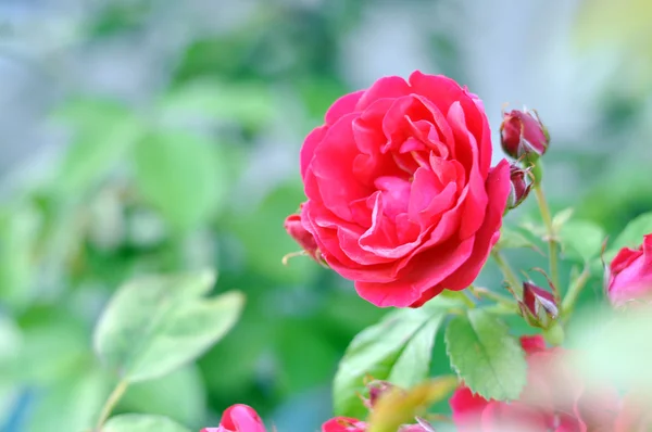 Cute greeting card on a rose garden background — Stock Photo, Image