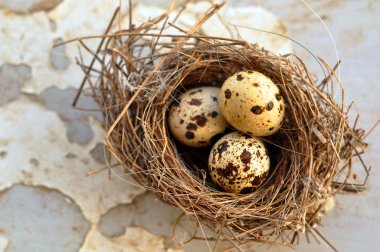 Bir kuş yuva içinde üç yumurta
