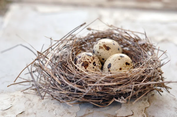 Three eggs in a bird nest — Stock Photo, Image