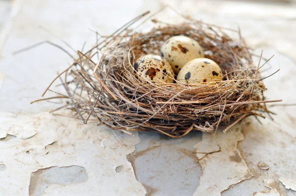 Drie eieren in een nest van de vogel — Stockfoto