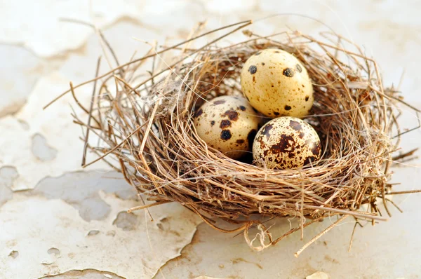 Drei Eier im Vogelnest — Stockfoto