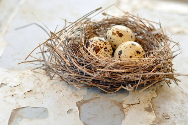 Drie eieren in een nest van de vogel — Stockfoto