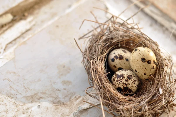 Drie eieren in een nest van de vogel — Stockfoto