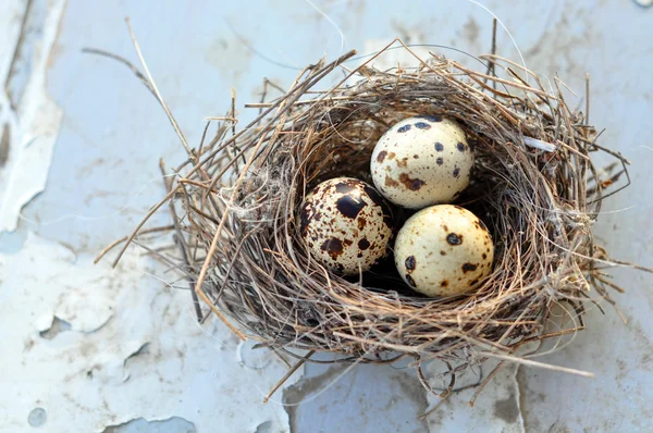 Three eggs in a bird nest — Stock Photo, Image