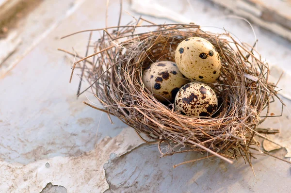 Three eggs in a bird nest — Stock Photo, Image