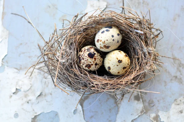 Τρία αυγά σε φωλιά πουλιών — Φωτογραφία Αρχείου