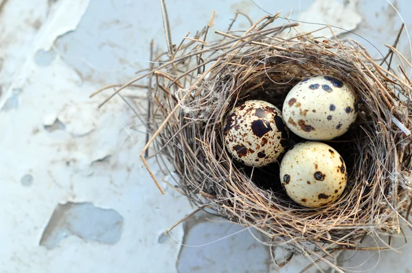 Three eggs in a bird nest — Stock Photo, Image