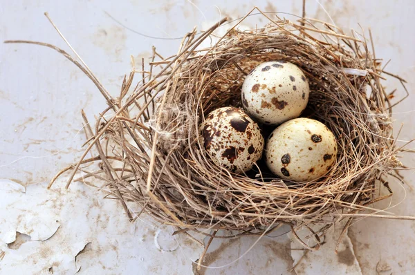 Three eggs in a bird nest — Stock Photo, Image