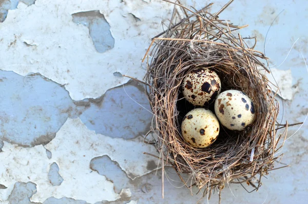 Három madár fészkét tojás — Stock Fotó